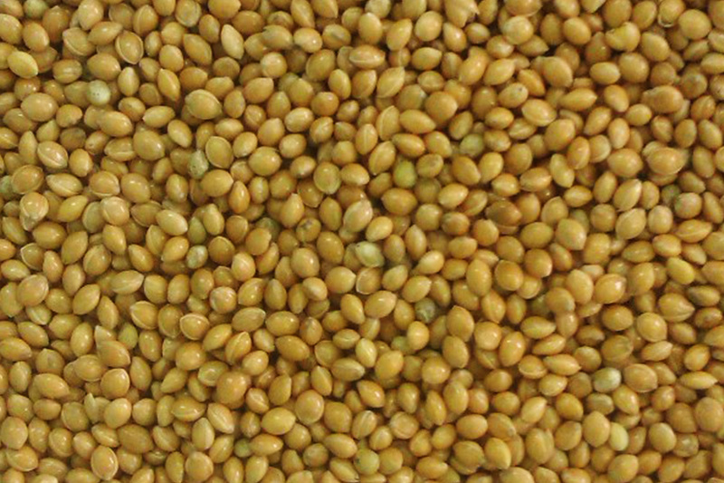 Семена посевного Белого проса Омрияне, купить оптом