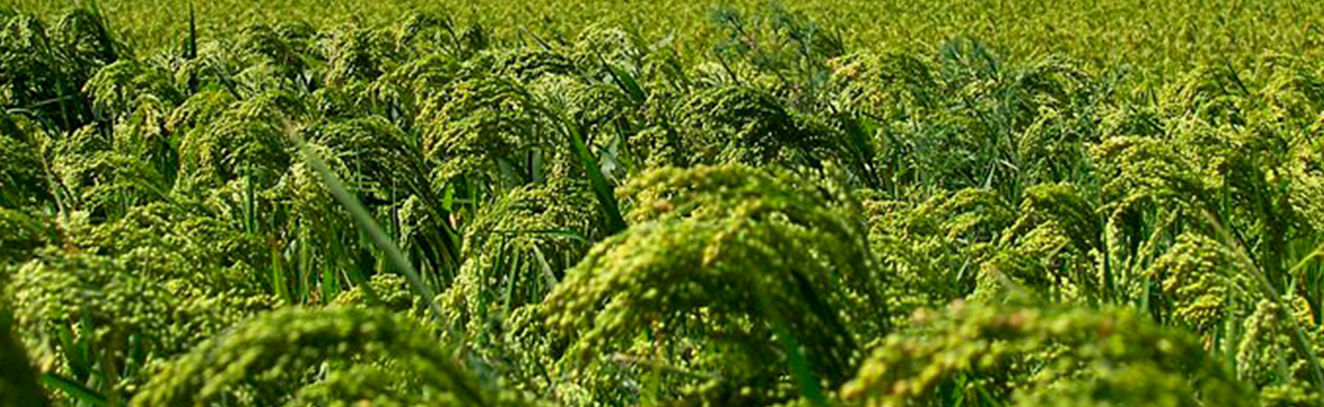 Просо в Украине, фото