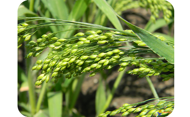 Пшеница, ячмень заказ опт