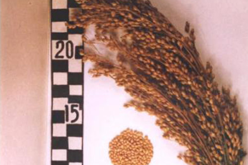 Семена просо сорт Харьковское-31, купить оптом