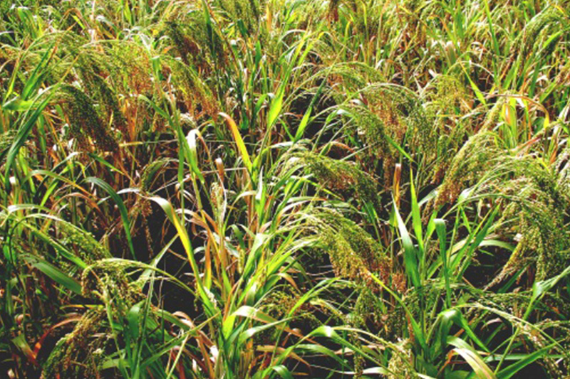 Поля с просо сорта Харьков-31, фото