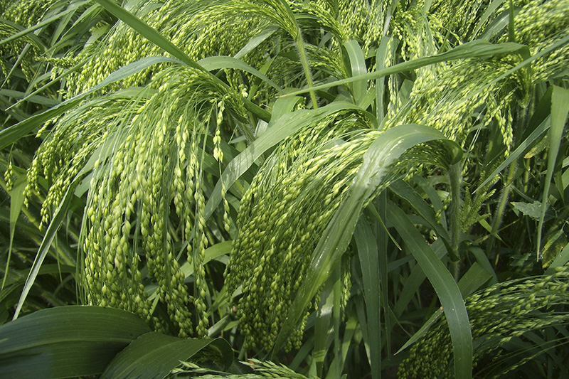 Поля с просо сорта Киевское-96, фото