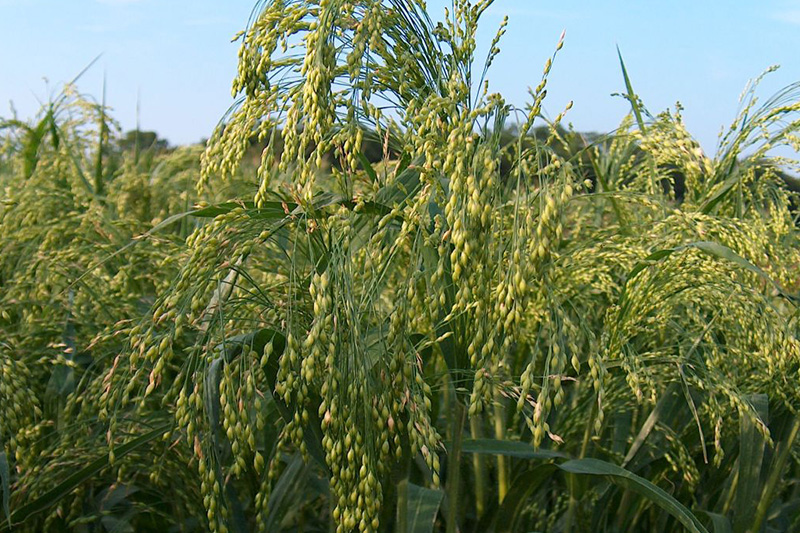 Поля с просо, фото