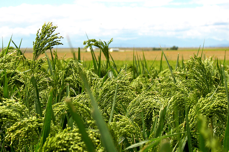 Поля с просо, фото