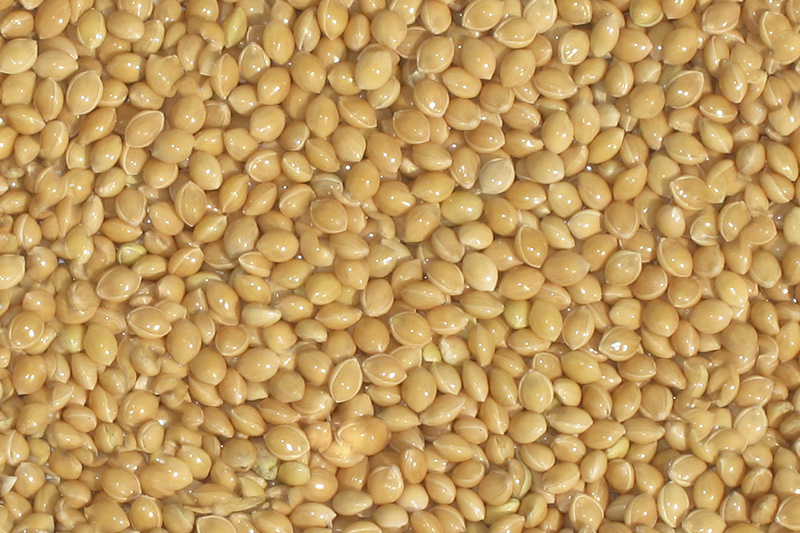 Семена просо сорт Киевское-96 купить оптом