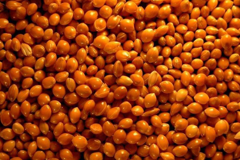 Семена посевного Красного проса сорт Полтавское Золотистое, купить оптом